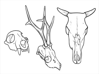 Set of skulls animals. Hand drawn black and white vector illustration of a Cow Skull, Deer skull and Animal skull with fangs. Bones painted by black inks. Simple vector art design, EPS10