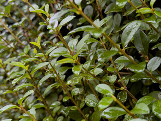 Fresh Hedge Leaves After Rain