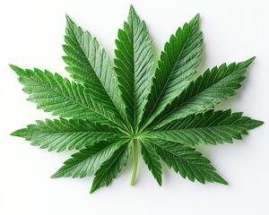 Close-up of a vibrant green cannabis leaf against a plain white background
