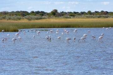 Rosaflamingos (Phoenicopterus roseus) in der Fischerspfanne im Etoscha Nationalpark in Namibia