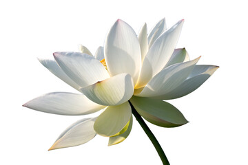 A white lotus flower On Transparent Background