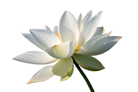 A white lotus flower On Transparent Background