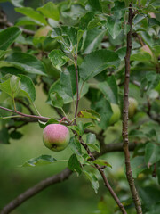 Ripening pink apple on an apple tree.
