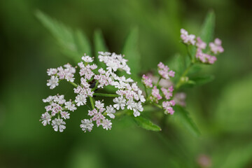 Beautiful tiny white petals with a pink tint of a meadow herb.
