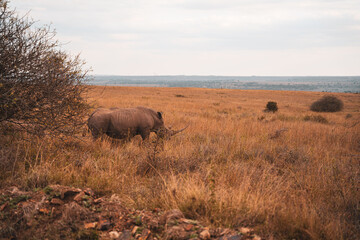 Fototapeta premium Rhino in the park