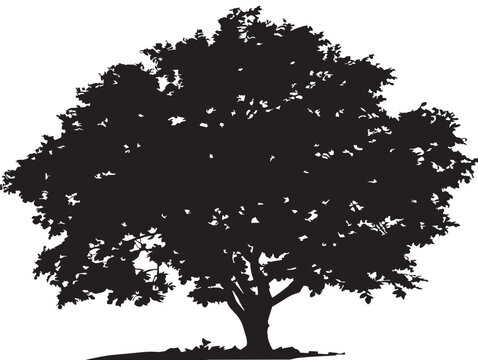 Detailed Hazelnut Tree Silhouette Vector for Natural Botanical Prints