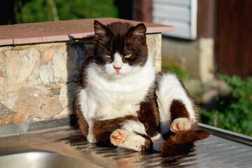 Black and white domestic cat sitting in a funny and unusual position on a sunny day. Concept of humor, relaxation, pet lifestyle and animal portrait.