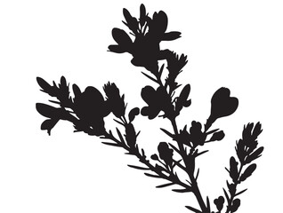 Detailed Heather Flower Silhouette Botanical Illustration in Solid Black