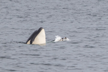 Orca (Orcinus orca) appears to play or hunt a sea bird in waters off Vancouver Island