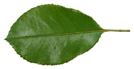 Green rose leaf on isolated background