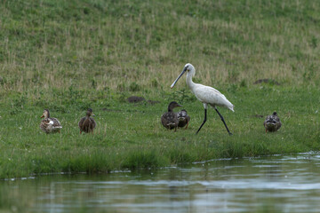 spoonbill in a ditch with some wild ducks