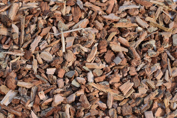 Oak bark, close up view