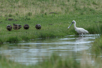 A spoonbill on the river