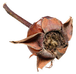 Dried rosehip berry with preserved stem and petals, isolated background