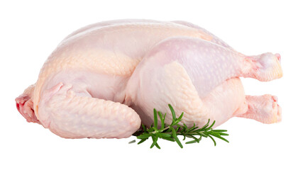 Raw whole chicken with rosemary on transparent background