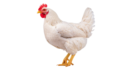 White broiler chicken standing on transparent background