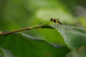 Hoverfly on a green leaf outdoors in nature.
