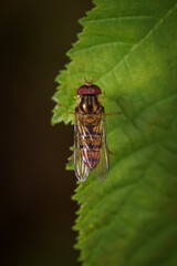 Hoverfly on a green leaf outdoors in nature.
