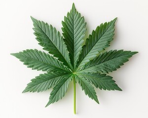 A single vibrant green cannabis leaf against a plain white background