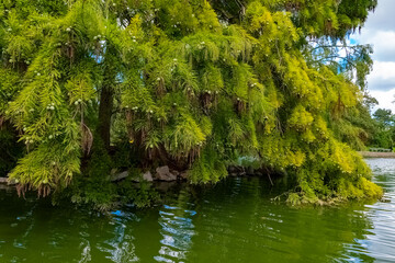 Lush green tree branches reach over tranquil waters at a serene lakeside in summer