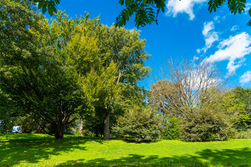 Vibrant green trees and a clear blue sky showcase a peaceful park scene in late spring, inviting all for a relaxing escape into nature