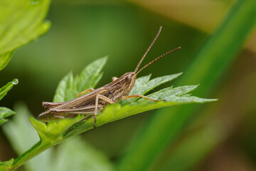 Brown grasshopper on a green wormwood leaf.
