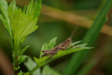 Brown grasshopper on a green wormwood leaf.
