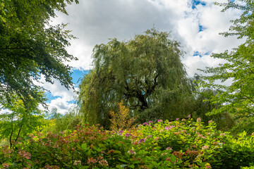 Fototapeta premium Vibrant greenery under a bright sky in a serene park during a sunny day in summer