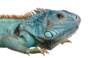 Fototapeta premium Vibrant Blue Iguana Close-up on Transparent Background