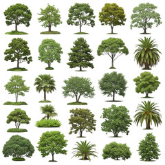 Collection of realistic 3d rendered trees for architectural visualization and design projects