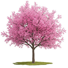 Beautiful pink cherry blossom tree blooming spring nature flora floral decoration element