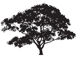 Fototapeta premium Bold maple tree wide canopy silhouette vector illustration