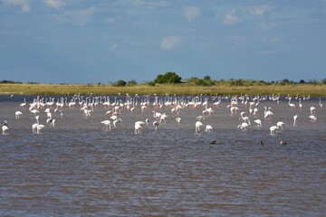 Rosaflamingos (Phoenicopterus roseus) in der Fischerspfanne im Etoscha Nationalpark in Namibia