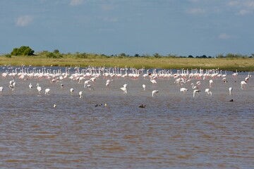Rosaflamingos (Phoenicopterus roseus) in der Fischerspfanne im Etoscha Nationalpark in Namibia
