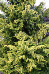 Cypress (Chamaecyparis) is used in landscape design
