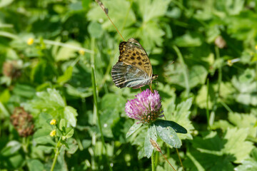 Silver-washed Fritillary butterfly (Argynnis paphia) sitting on pink flower in Zurich, Switzerland