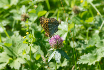 Silver-washed Fritillary butterfly (Argynnis paphia) sitting on pink flower in Zurich, Switzerland