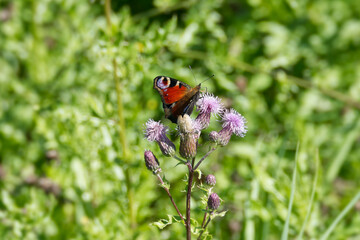 European peacock butterfly (Aglais io) sitting on pink flower in Zurich, Switzerland