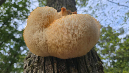 Hericium erinaceus on the tree © Iv