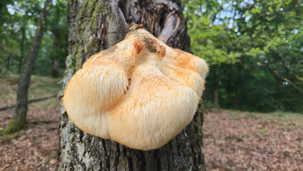 Hericium erinaceus on the tree