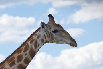 Steppengiraffe (giraffa camelopardalis) im Etoscha Nationalpark