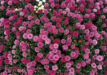 Bush of vibrant pink and white chrysanthemum flowers with green leaves. Floral background texture for Spring or Autumn season.