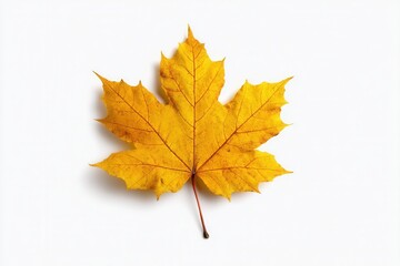 Fototapeta premium A single yellow maple leaf on a white background. The leaf has a distinct shape with pointed lobes and a vibrant autumn color.