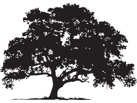 Elegant pecan tree silhouette design with graceful balance