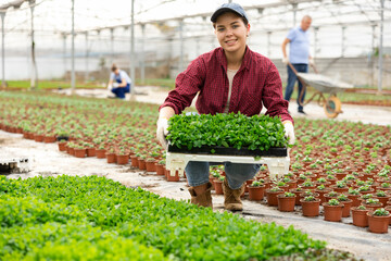 Positive female gardener swaps pallets with young mint transplant seedlings for full formation of plant. Cultivation of high-quality menta seedlings for export. Wholesale supplies from manufacturer