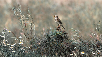 Perching Corn Bunting (Emberiza Calandra)
