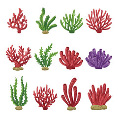Fototapeta premium Vibrant Marine Flora Coral and Seaweed Collection Underwater Elements.
