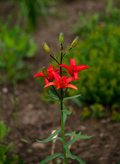 A branch of lily with red flowers in the garden.