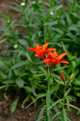A branch of lily with red flowers in the garden.
