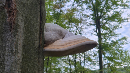 Fomes fomentarius on the tree
